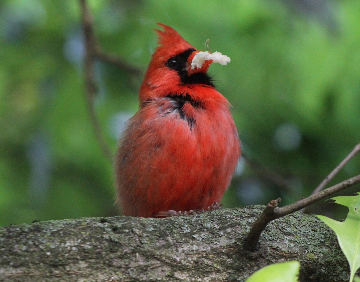 Northern Cardinal - Christian Scheibe