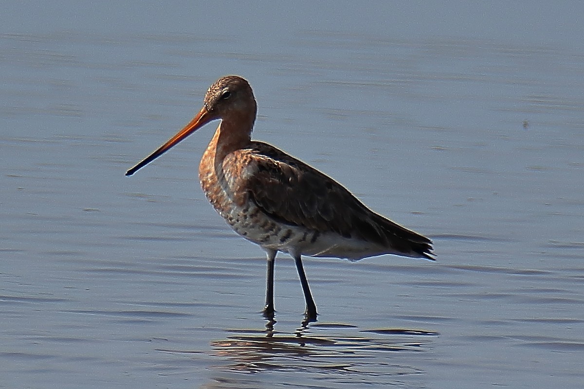 Black-tailed Godwit - Juan Sebastian Barrero