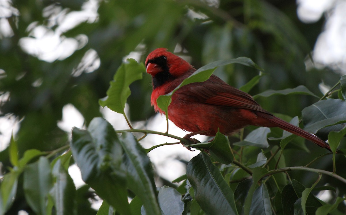 Northern Cardinal - Christian Scheibe