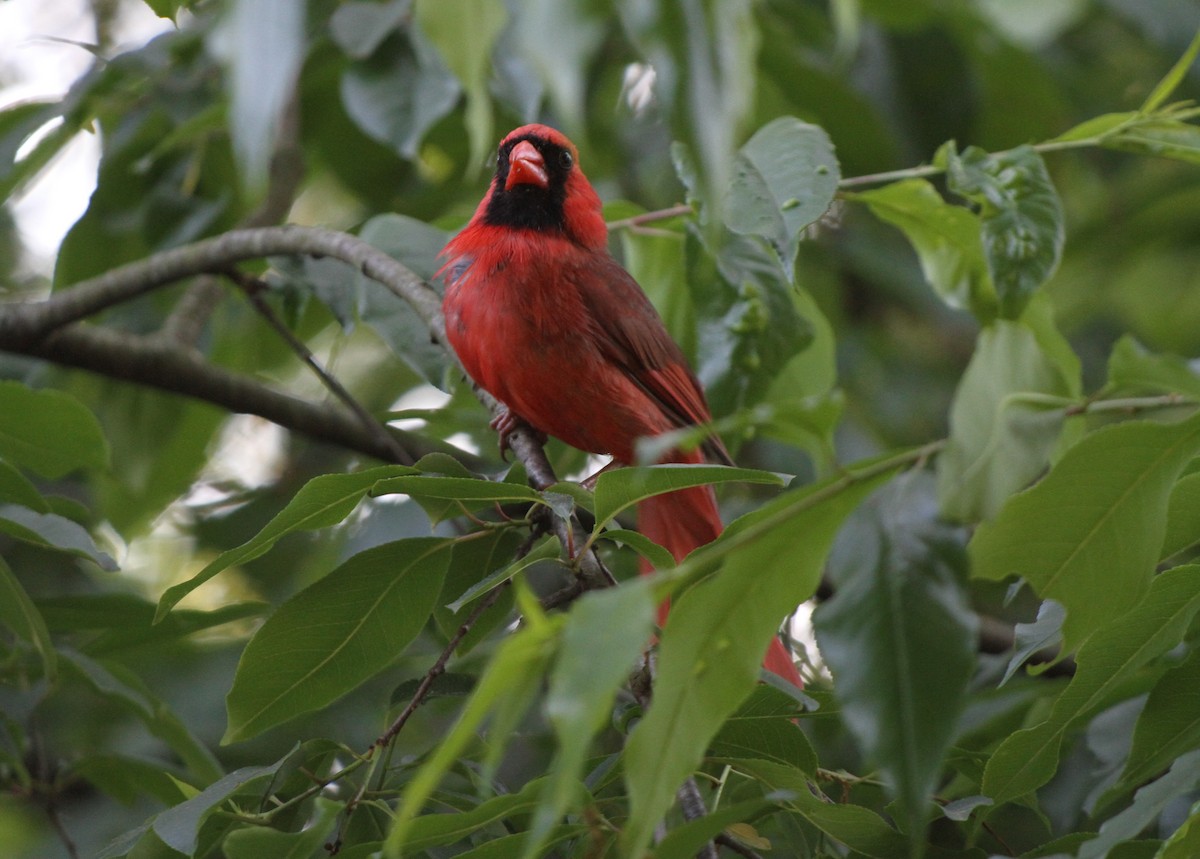 Northern Cardinal - Christian Scheibe