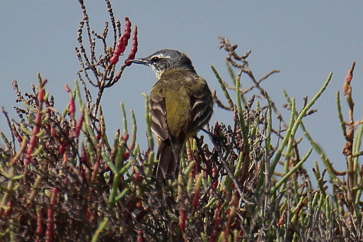 Western Yellow Wagtail - Juan Sebastian Barrero