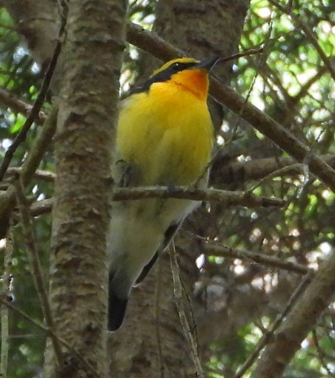 Narcissus Flycatcher - ML619614439