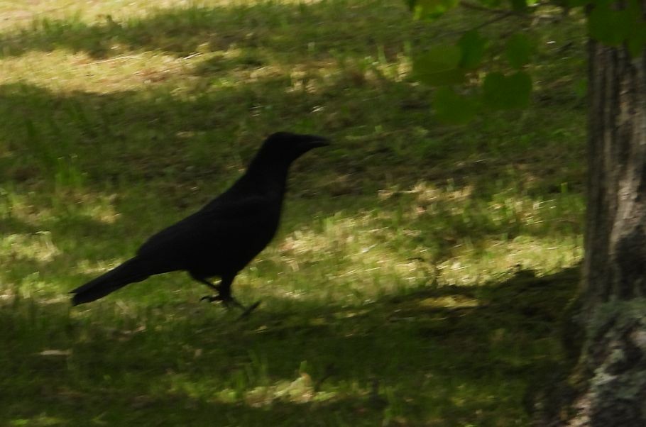 Carrion Crow - masao komura