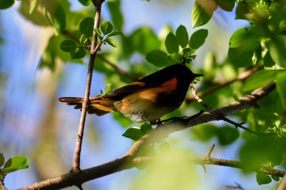 American Redstart - Anonymous