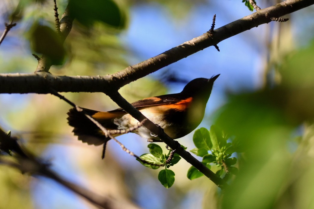 American Redstart - Anonymous