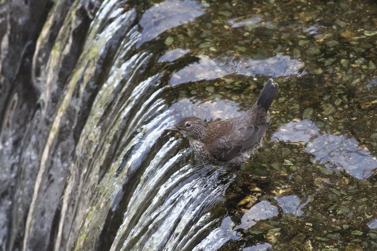 Brown Dipper - Kan Tojima