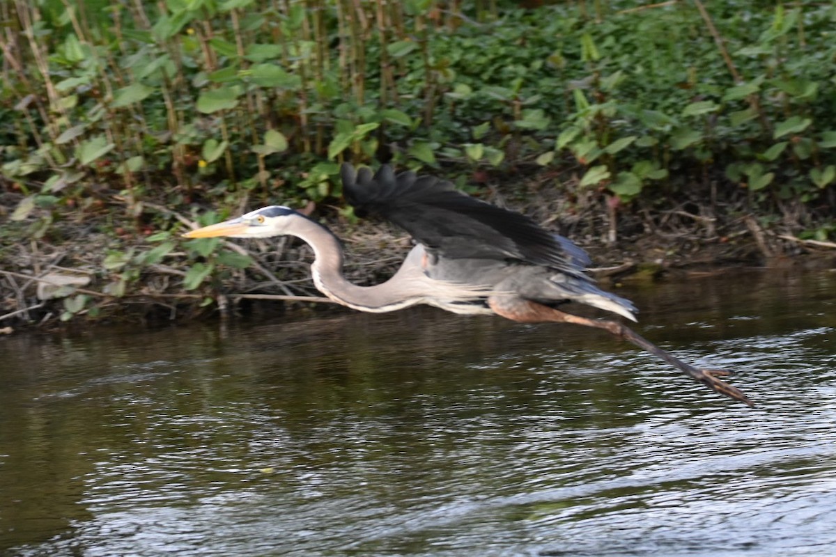 Great Blue Heron - Anonymous