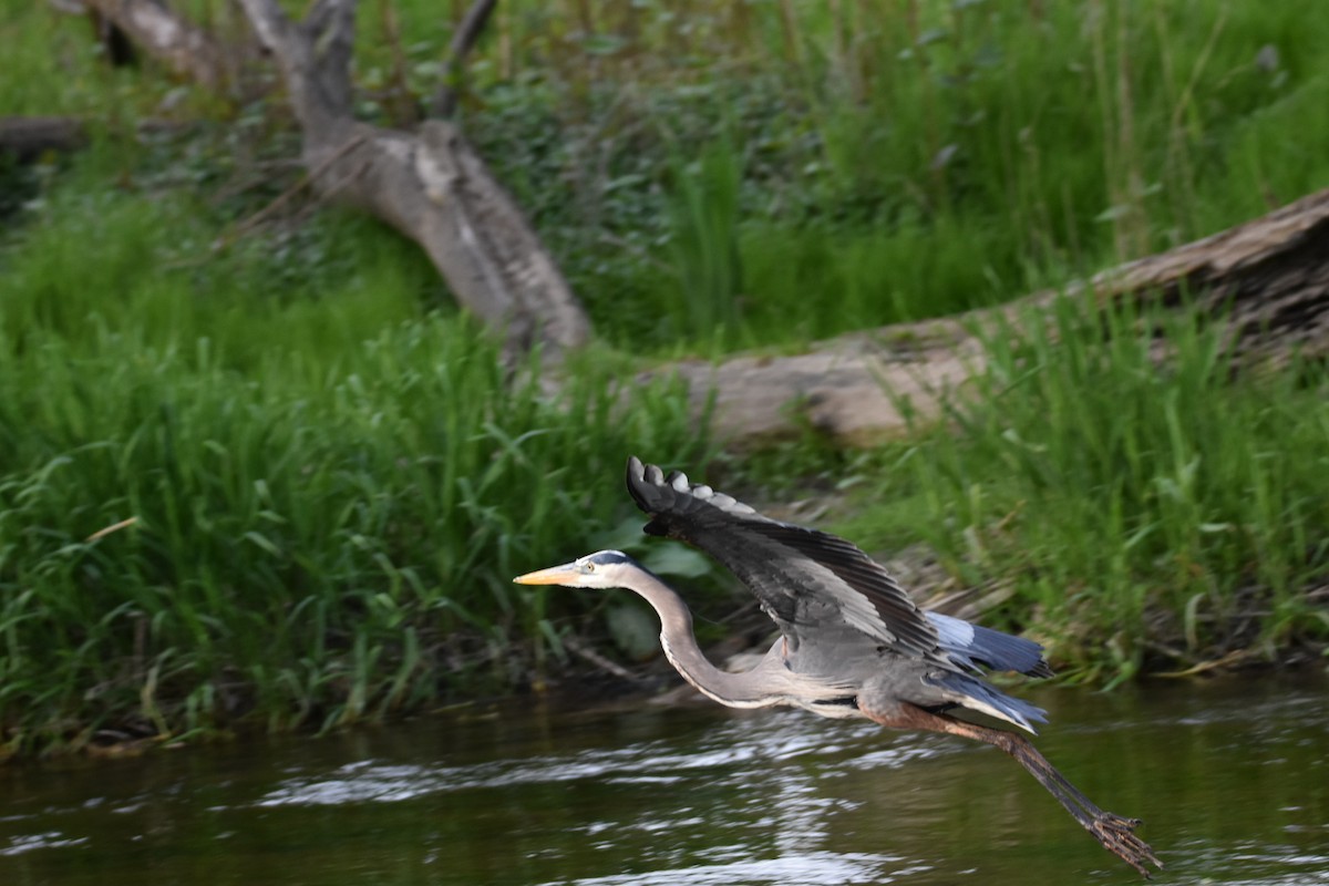 Great Blue Heron - Anonymous