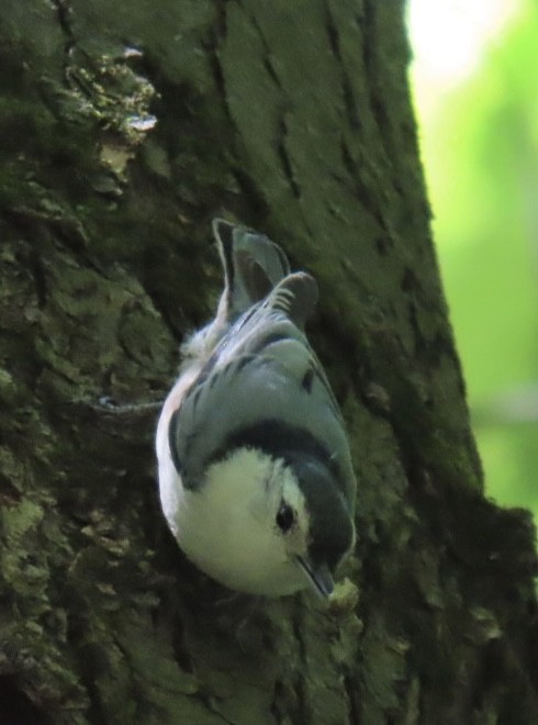 White-breasted Nuthatch - Brenda Meese