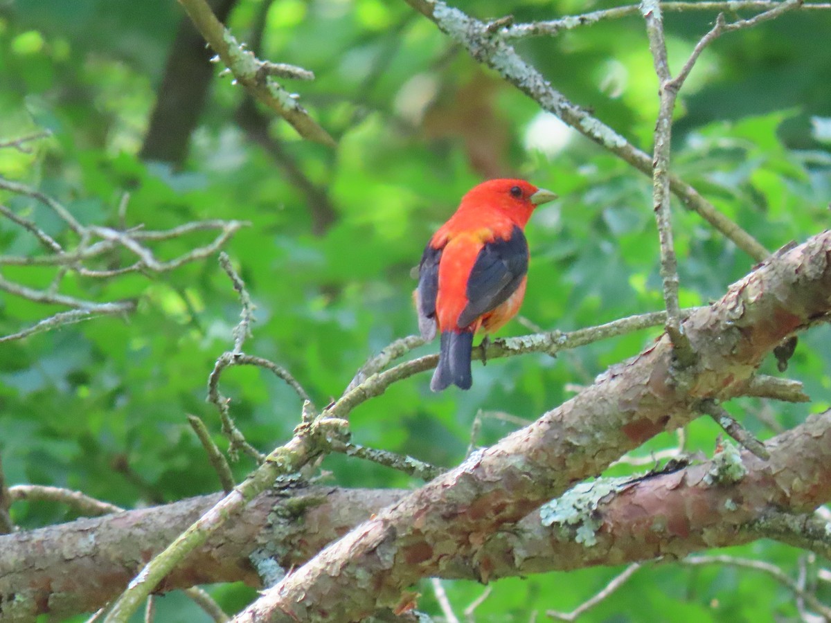 Scarlet Tanager - John Gaglione