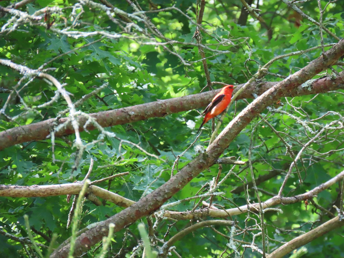 Scarlet Tanager - John Gaglione