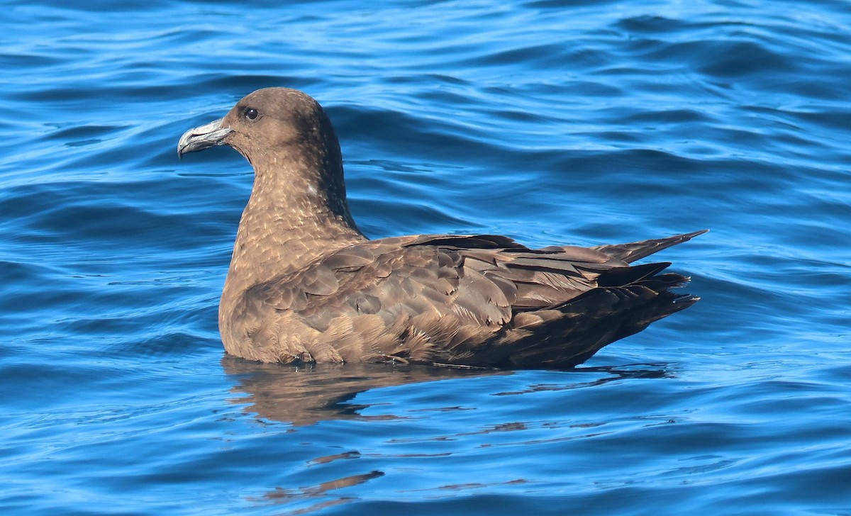 Brown Skua - P Vercruysse