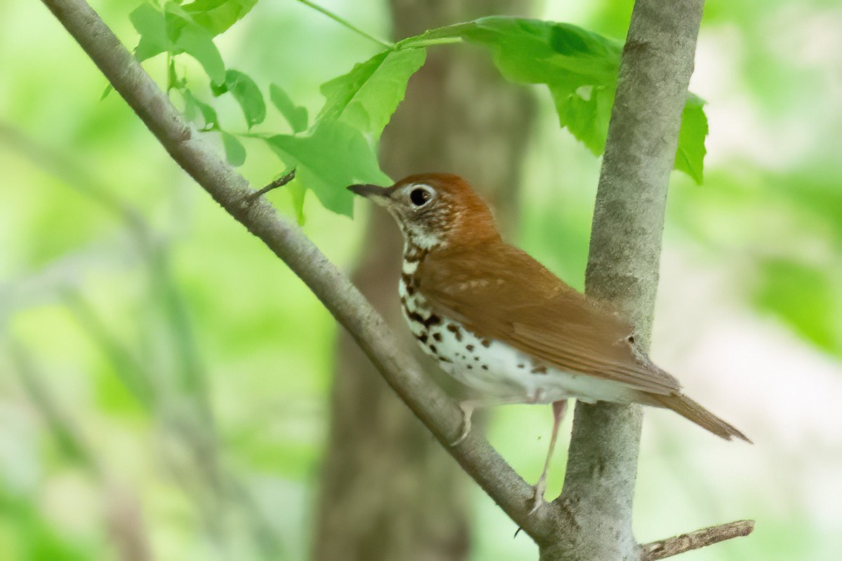 flekkskogtrost - ML619614497