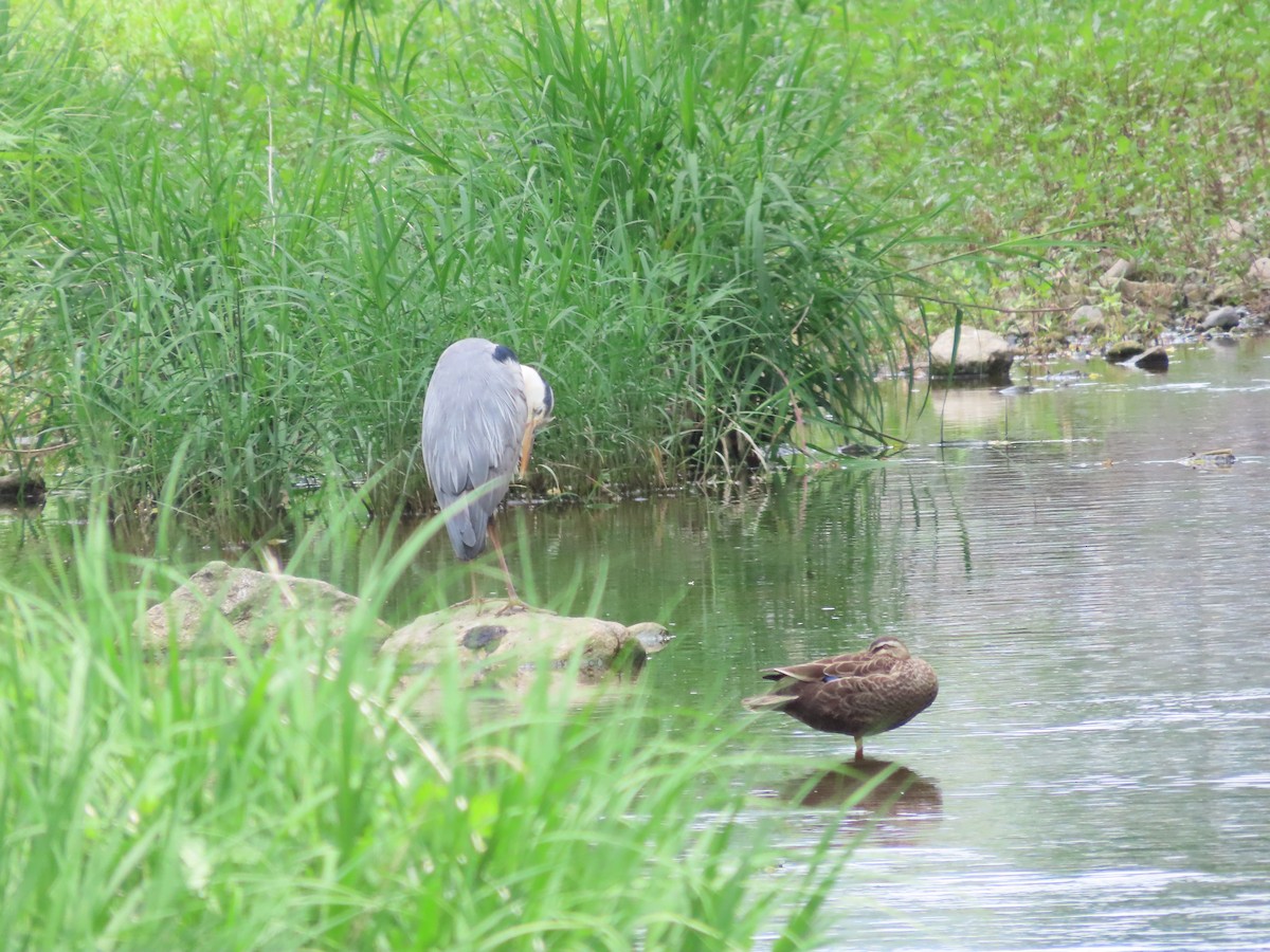 Gray Heron - ML619614505