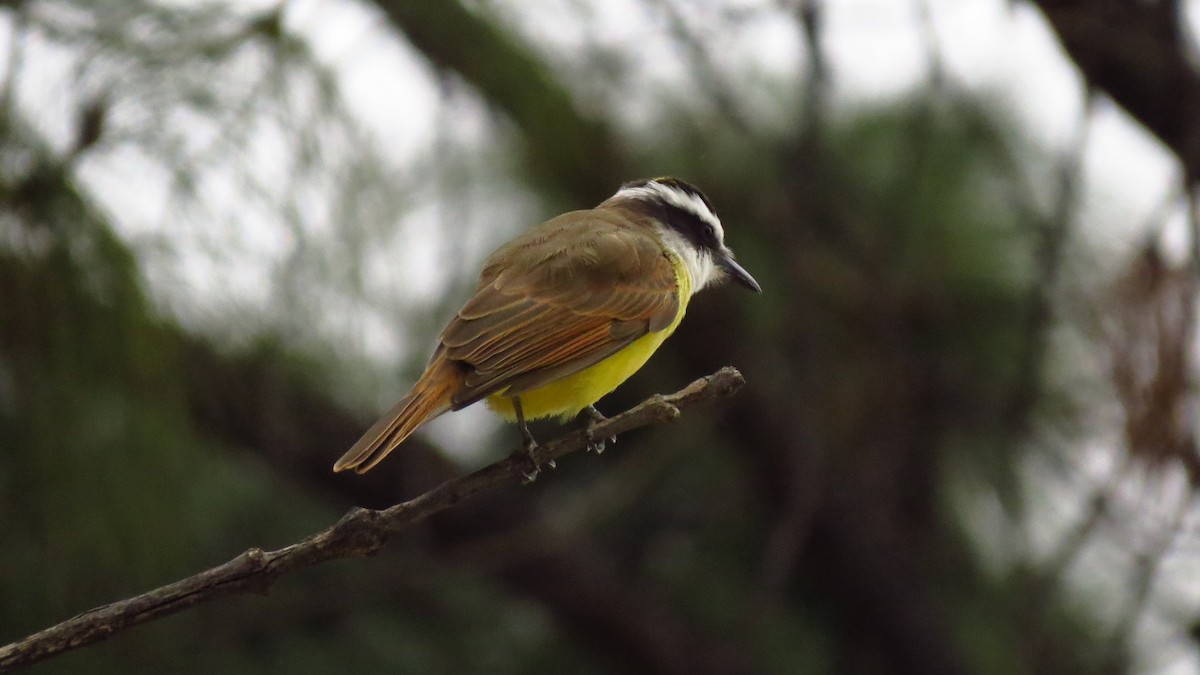 Great Kiskadee - Daniel Camacho