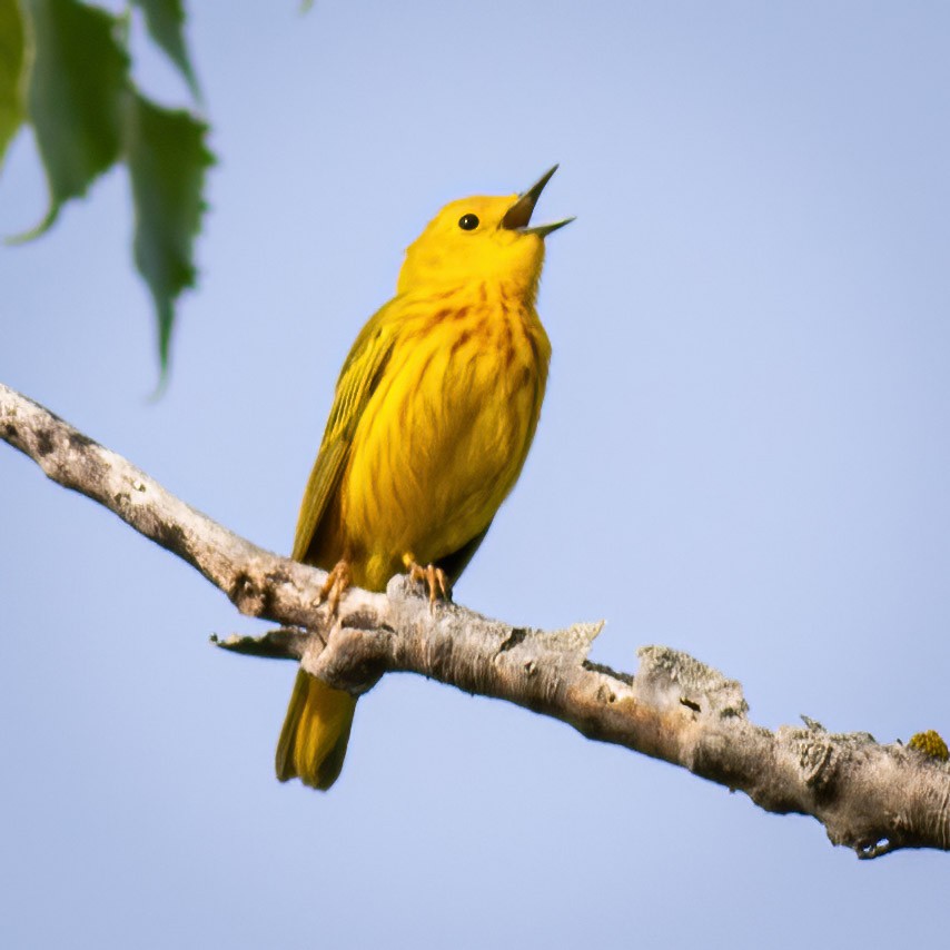 Yellow Warbler - Craig Kingma
