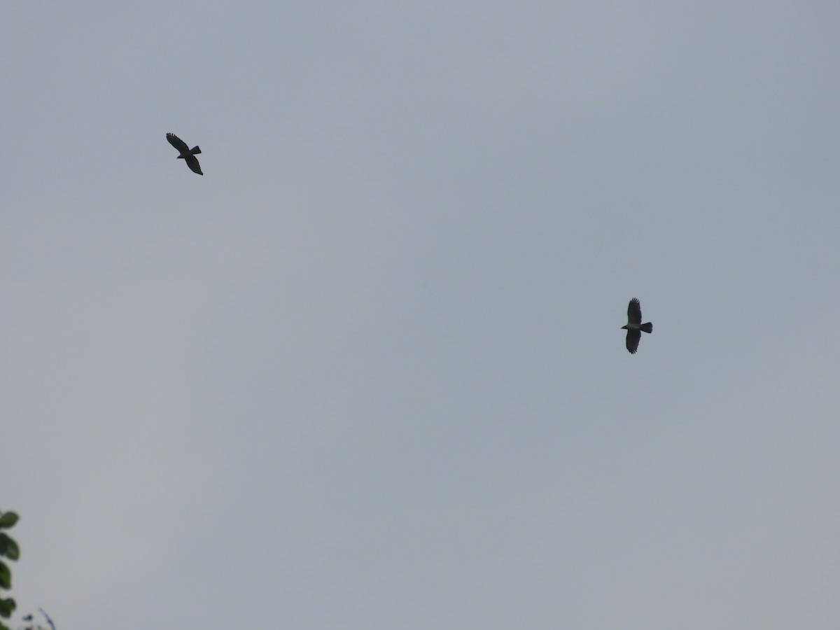 Oriental Honey-buzzard - ML619614512