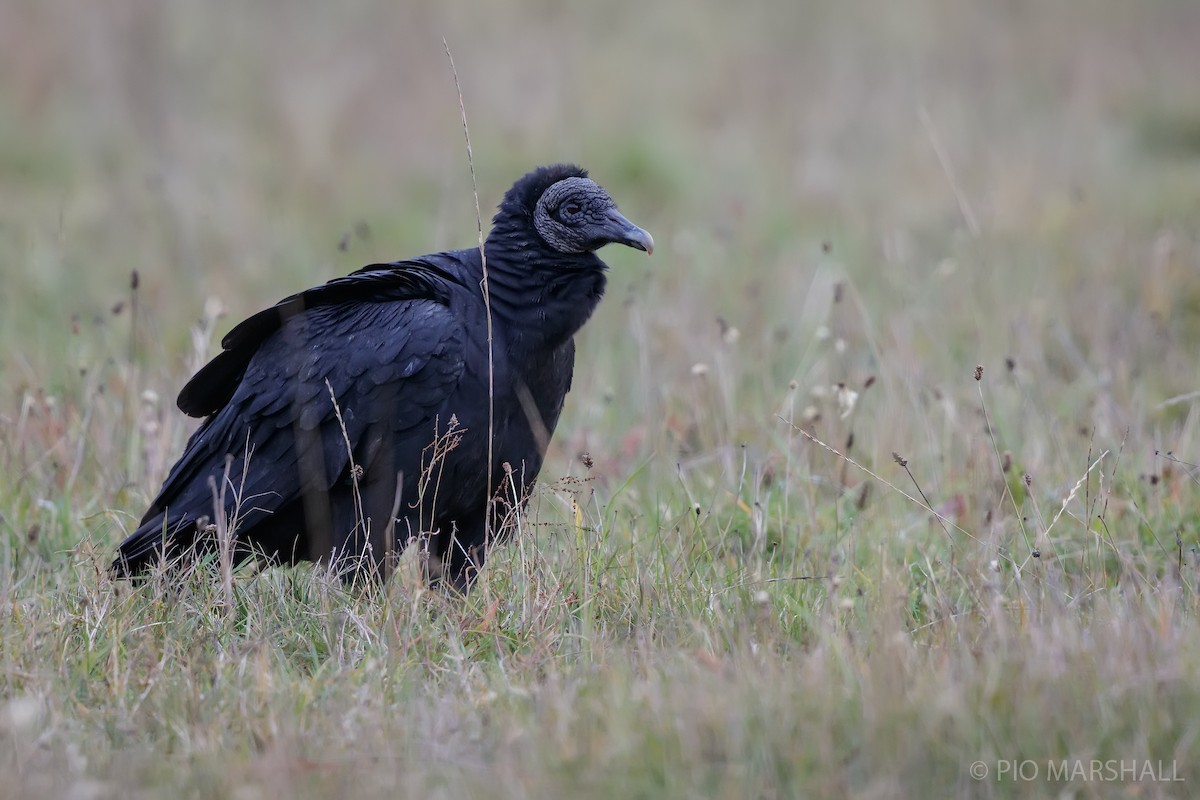 Black Vulture - Pio Marshall