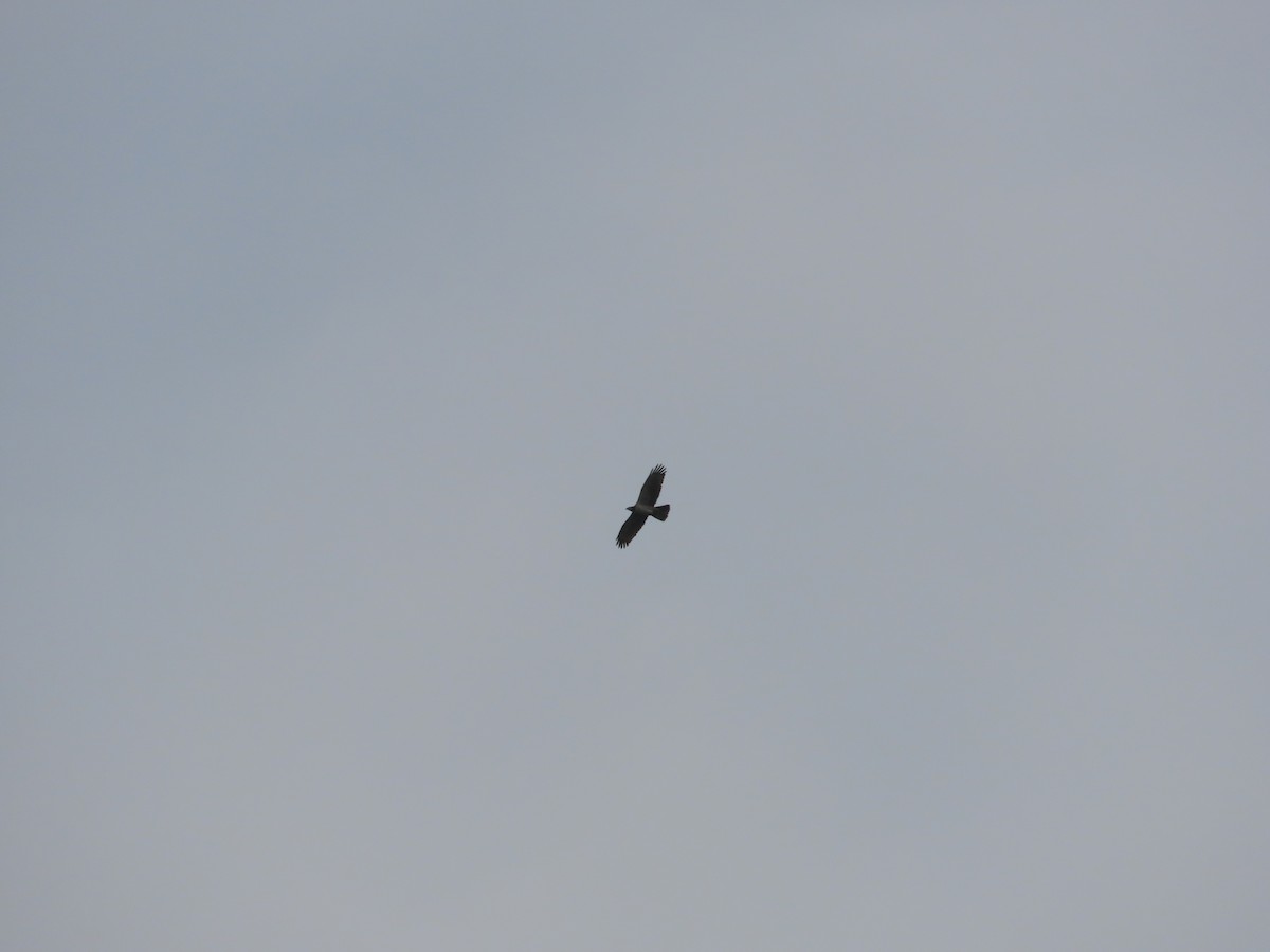 Oriental Honey-buzzard - Mingyun Seo