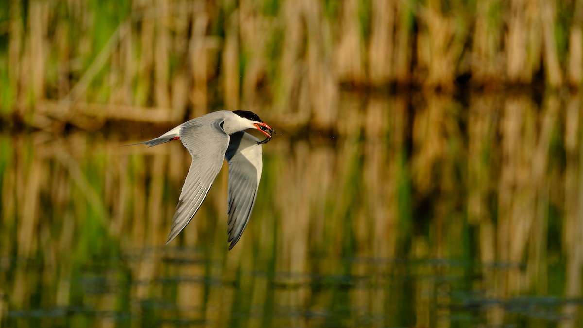 Common Tern - Kevin Verreault