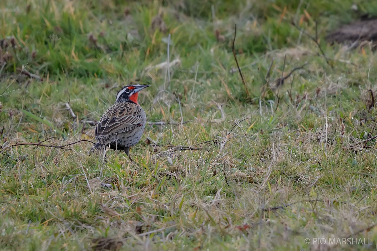 Long-tailed Meadowlark - Pio Marshall