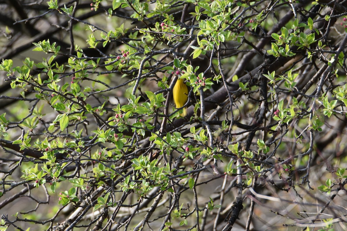 Yellow Warbler - Anonymous