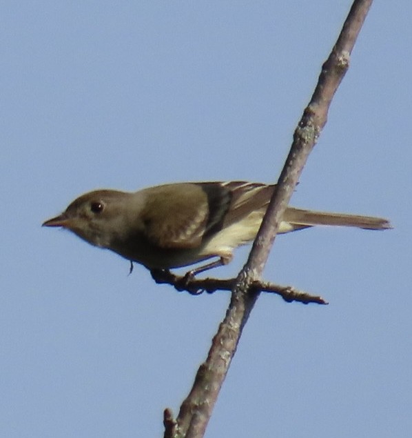 Willow Flycatcher - Brenda Meese