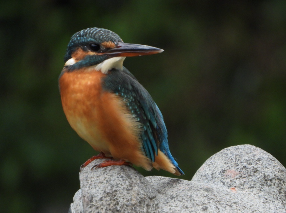 Common Kingfisher - Alfred McLachlan-Karr