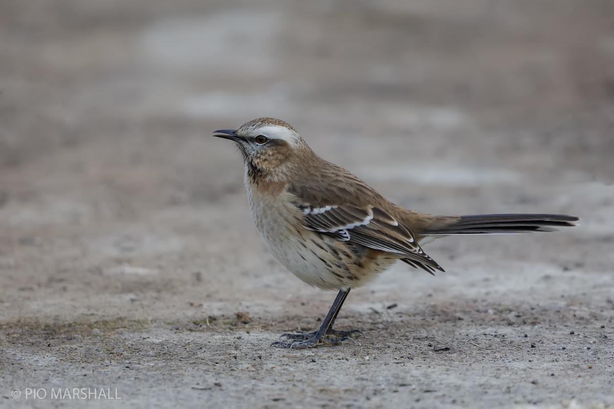 Chilean Mockingbird - ML619614526