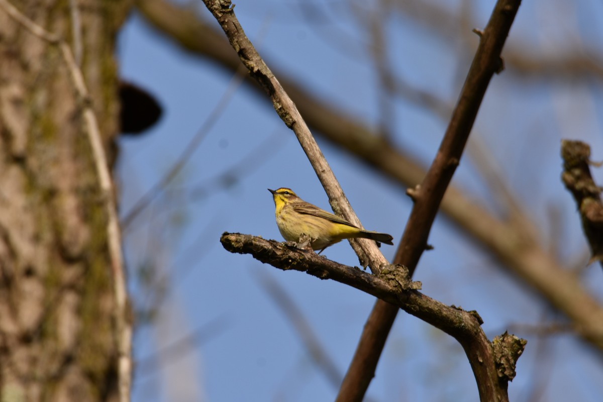 Palm Warbler - Anonymous