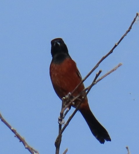 Orchard Oriole - Brenda Meese