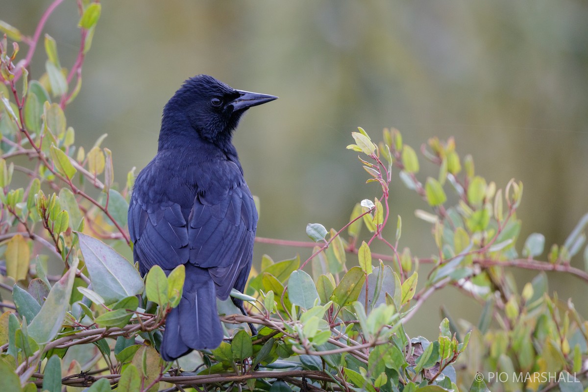 Austral Blackbird - Pio Marshall