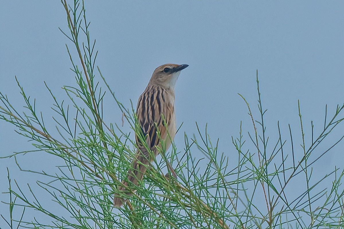 Bristled Grassbird - Rajkumar Das