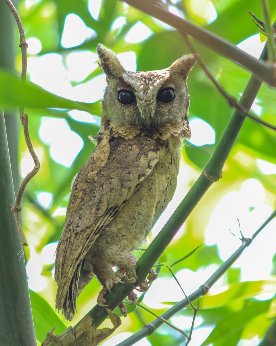 Indian Scops-Owl - Sumit Kayal