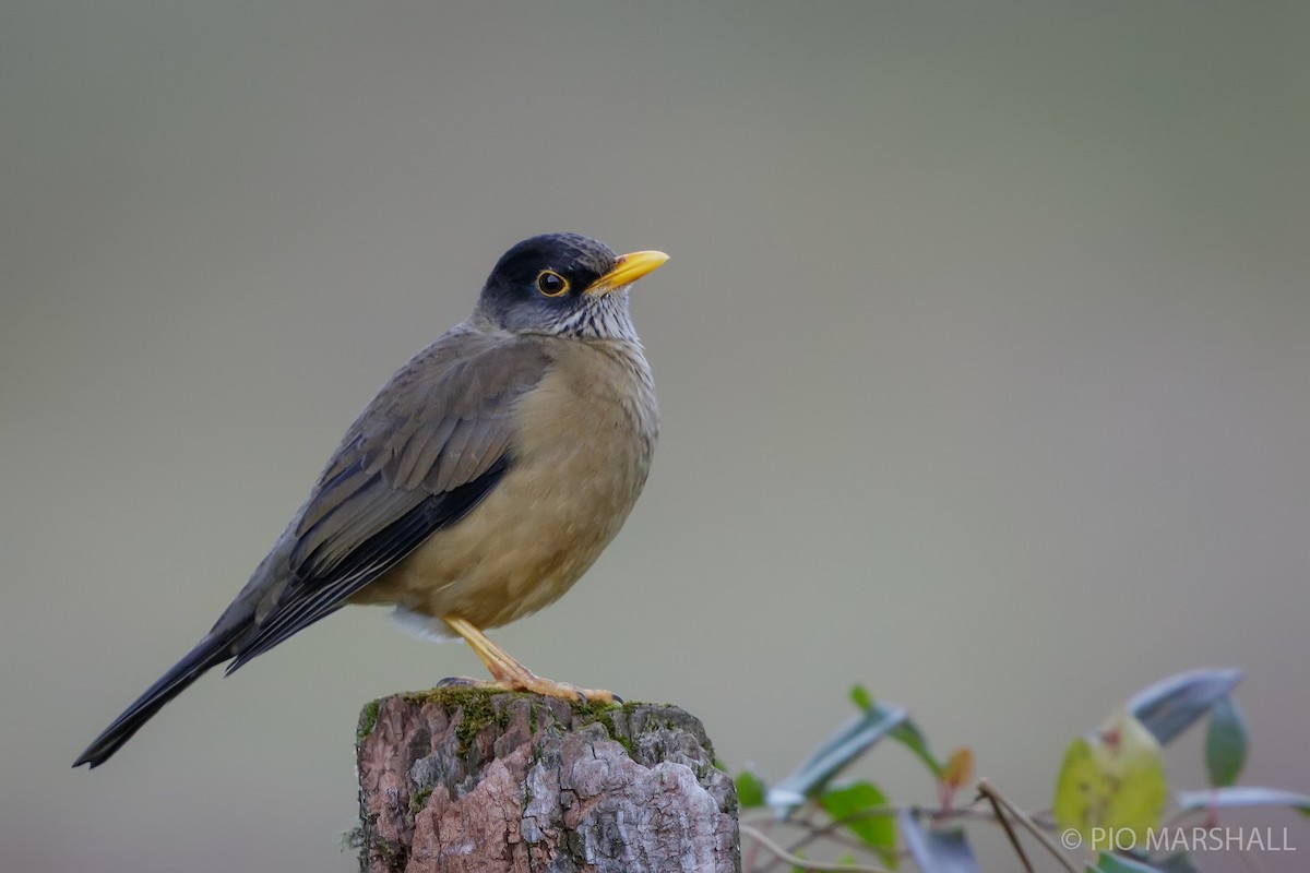 Austral Thrush - Pio Marshall