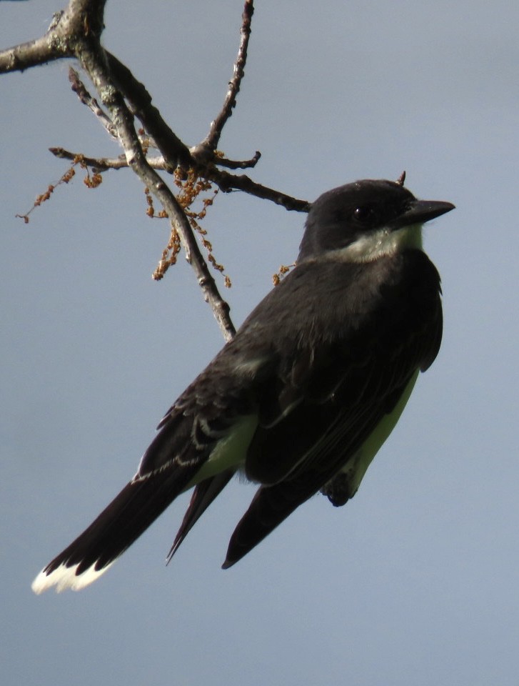 Eastern Kingbird - Brenda Meese