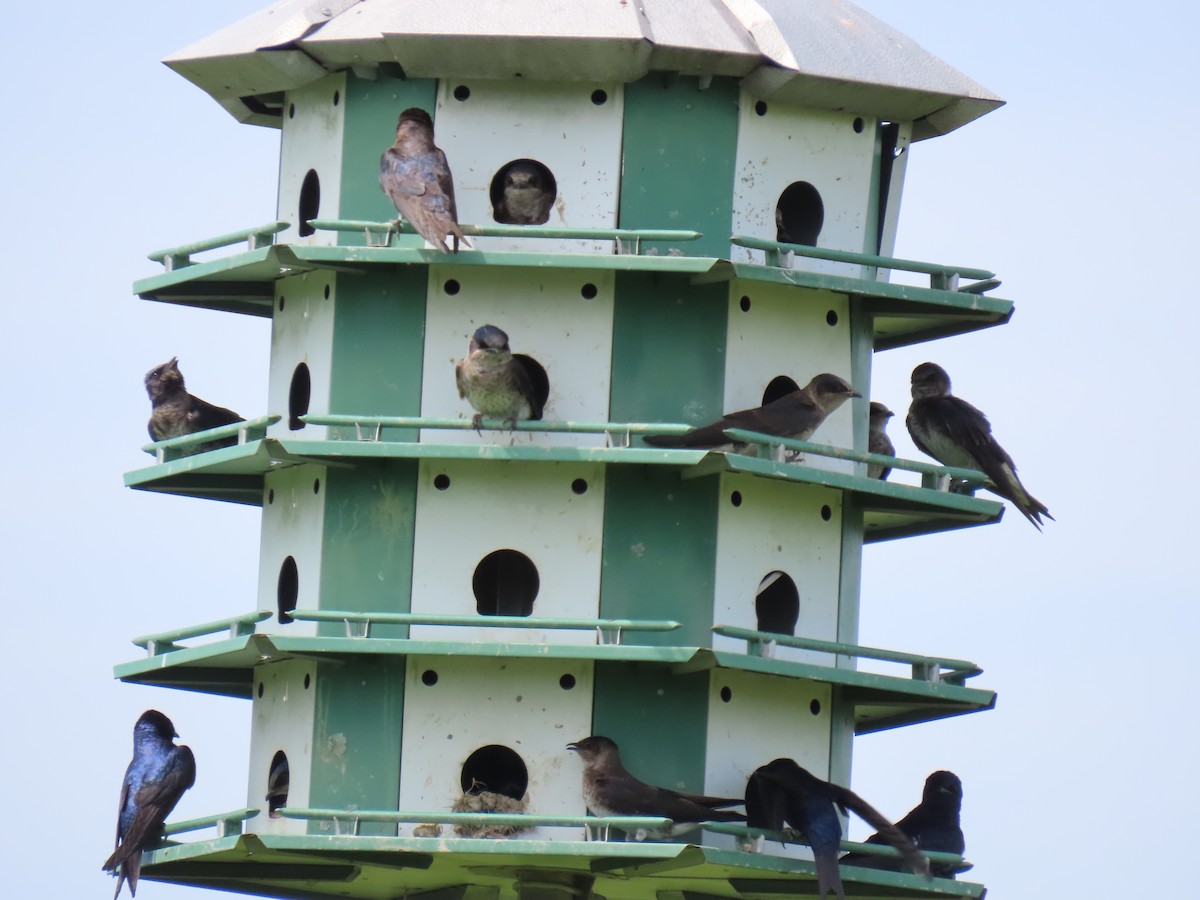 Purple Martin - ML619614543