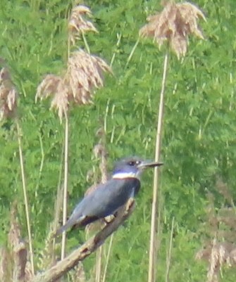 Belted Kingfisher - Brenda Meese