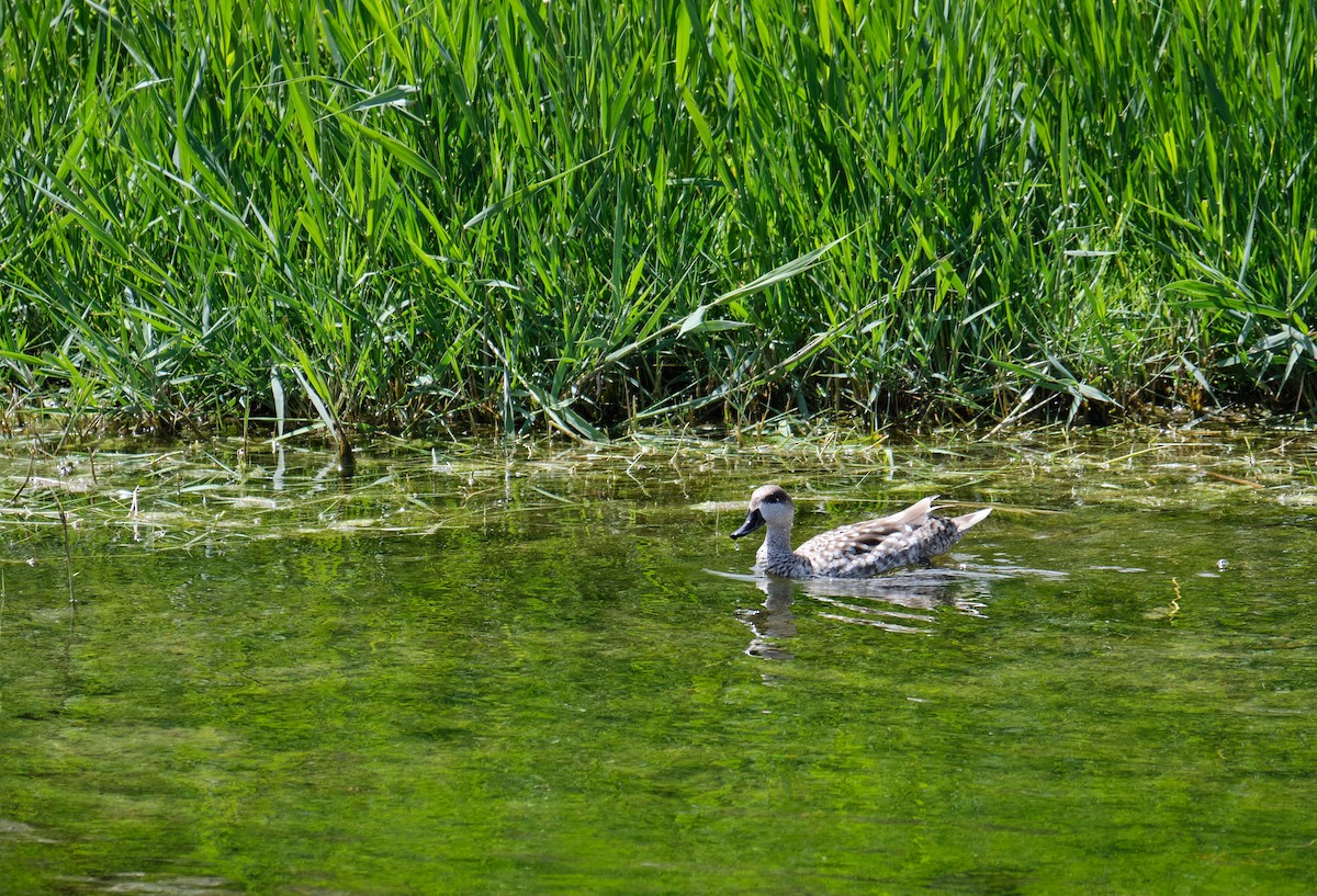 Marbled Duck - Andrés De la Cámara