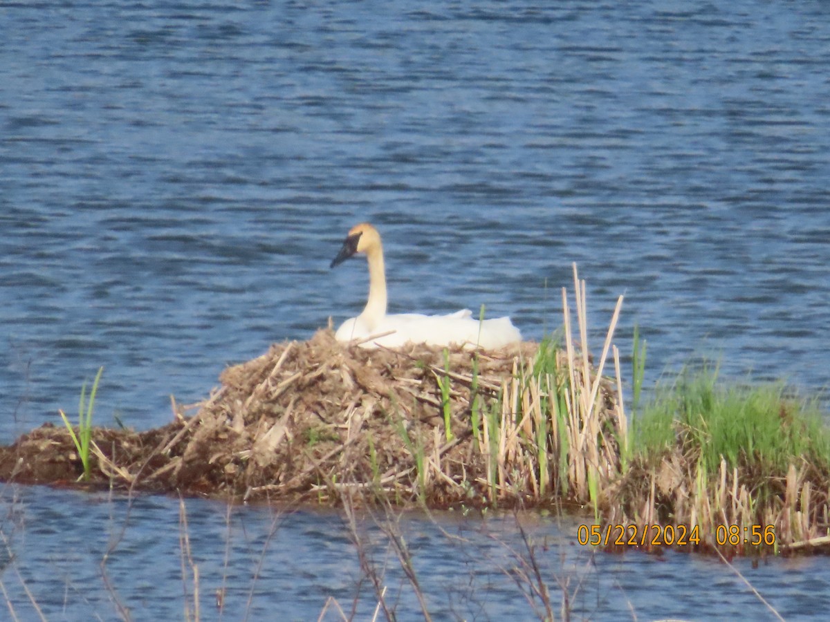 Trumpeter Swan - gabrielle jastrebski