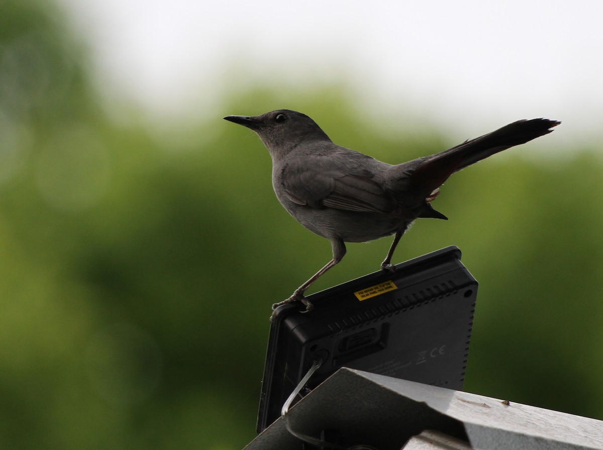 Gray Catbird - Christian Scheibe