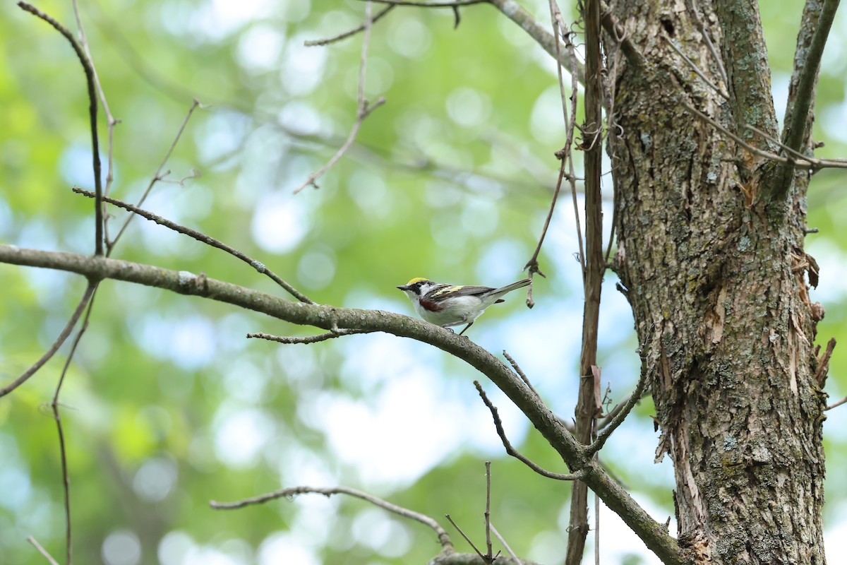 Chestnut-sided Warbler - Marie Provost