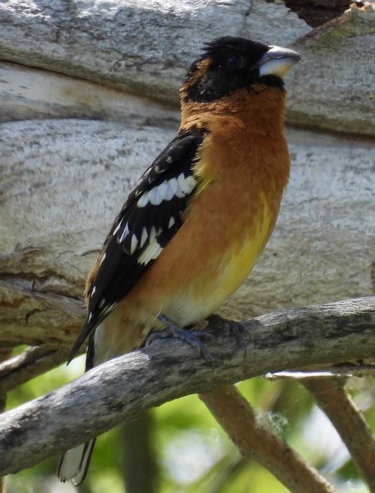 Black-headed Grosbeak - Richard A Rusnak