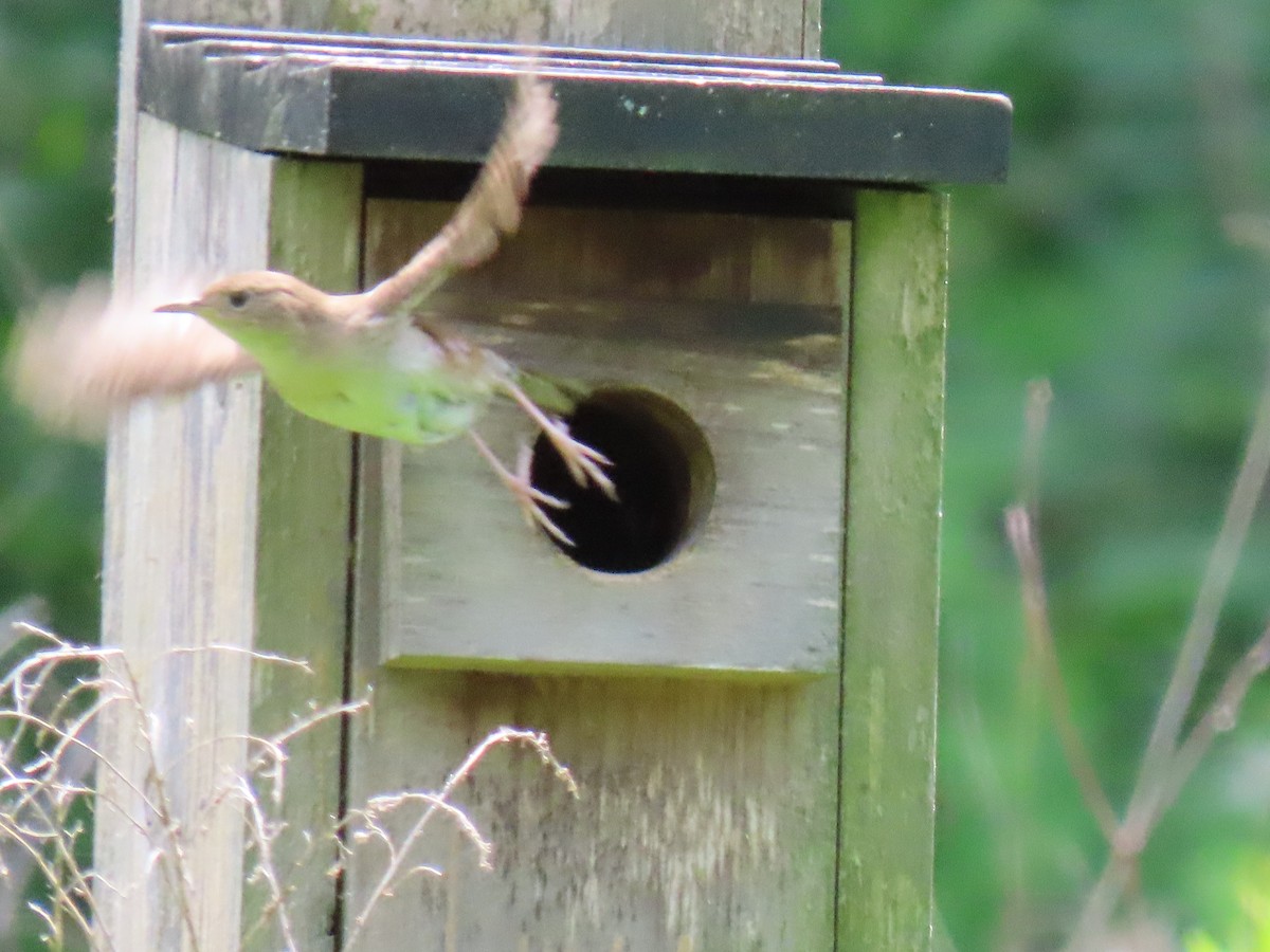 House Wren - John Gaglione