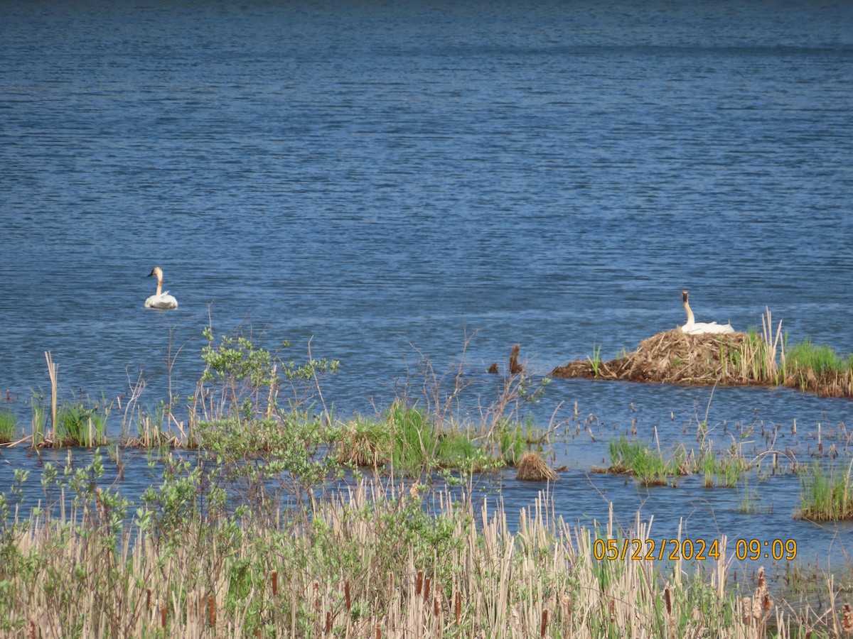 Trumpeter Swan - gabrielle jastrebski