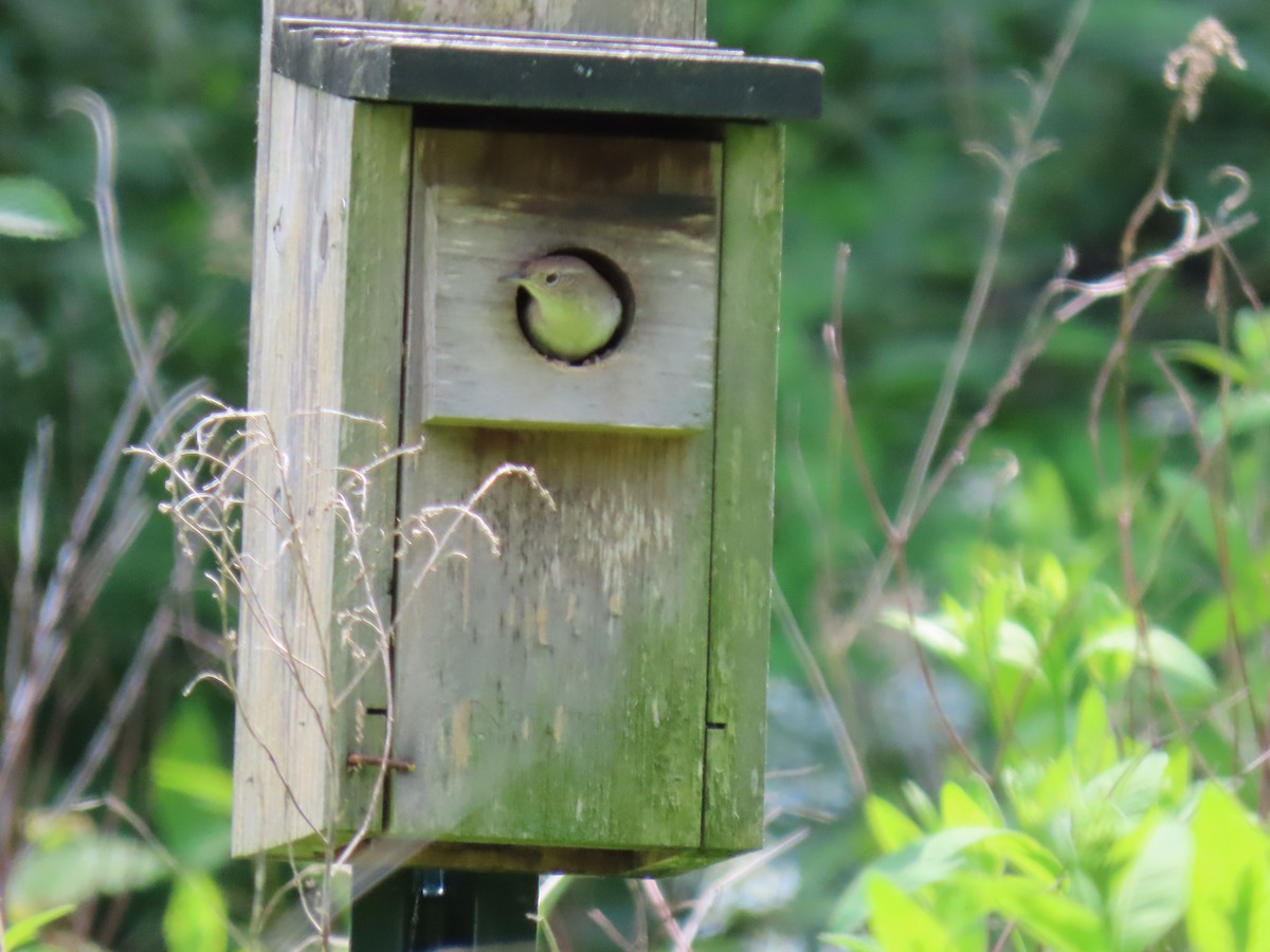 House Wren - John Gaglione