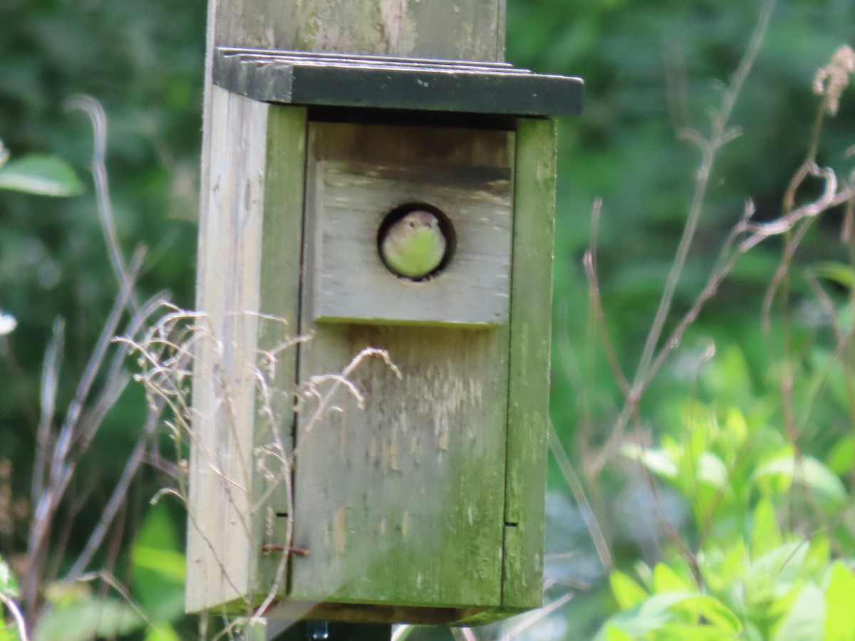 House Wren - John Gaglione