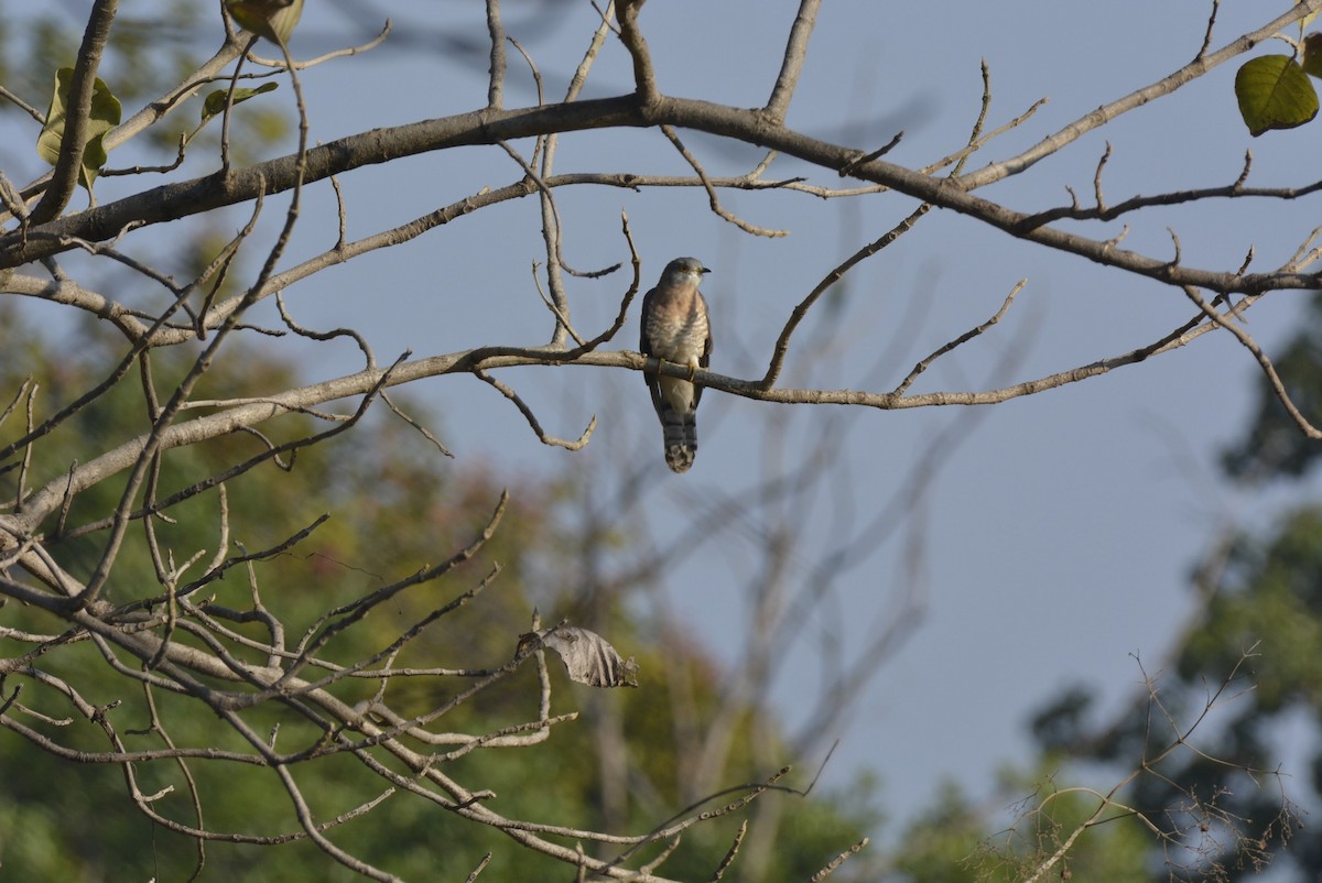 Common Hawk-Cuckoo - ML619614580