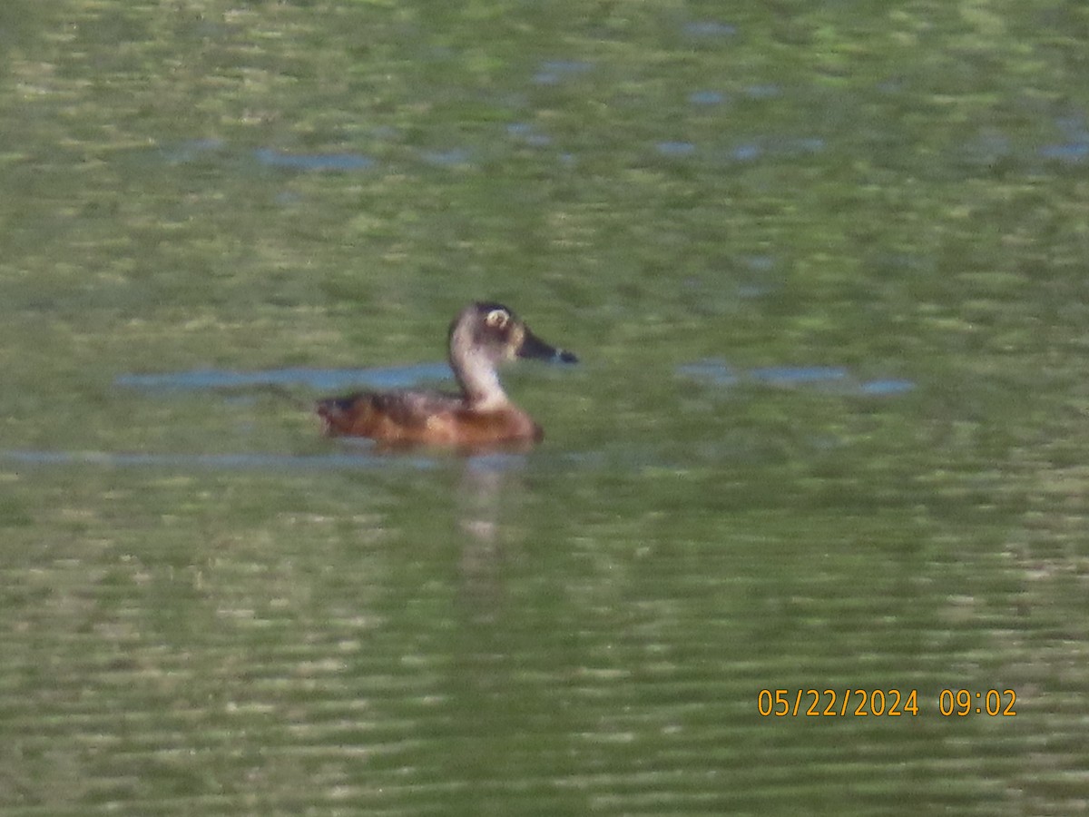 Ring-necked Duck - ML619614581