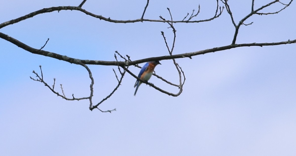 Eastern Bluebird - Marie Provost